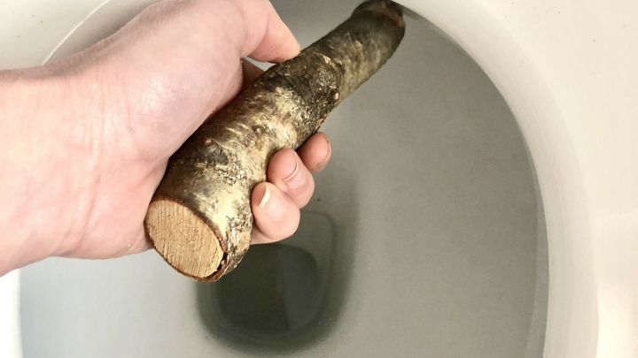 Ein Hand h&auml;lt einen Holzstab, der in eine Toilette eingetaucht wird, um Urinstein mechanisch zu entfernen.