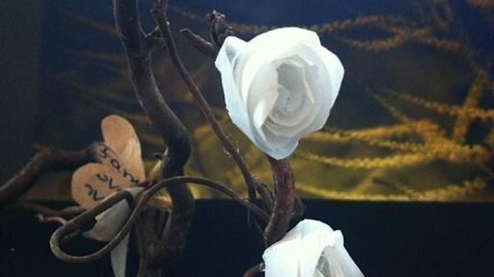 Wei&szlig;e Papierrosen liegen elegant an einem gewundenen Zweig, umgeben von einem dunklen Hintergrund und anmutigem Licht.