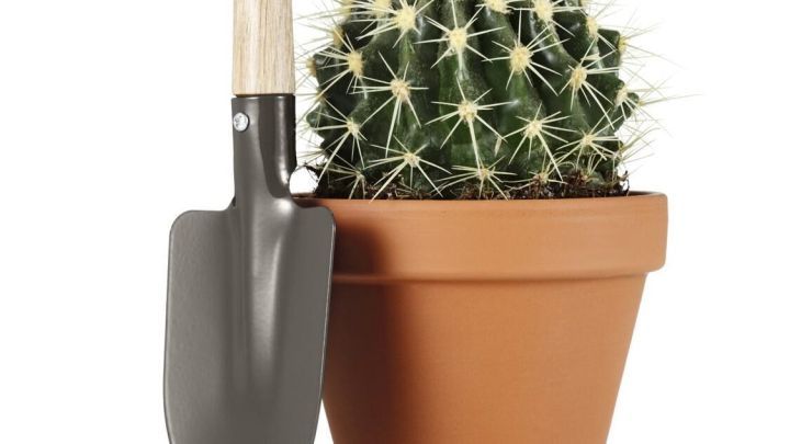 Ein Kaktus steht in einem Tontopf, w&auml;hrend eine kleine Schaufel daneben liegt, bereit zum Umtopfen.