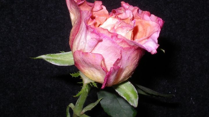 Eine pinkfarbene Rose steht auf einem schwarzen Hintergrund, elegant und frisch, bereit zum Kandieren und Haltbar machen.