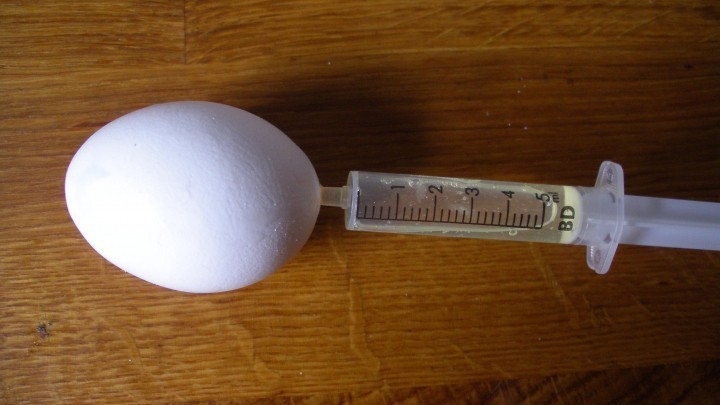 Eier mit der Einwegspritze aussaugen statt ausblasen | Frag Mutti