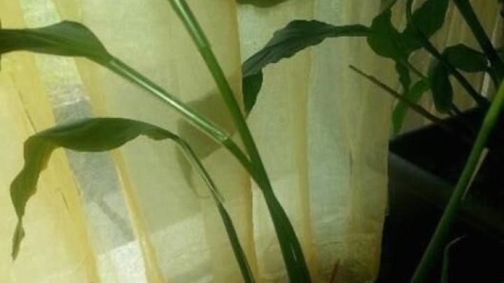 Eine gr&uuml;ne Pflanze w&auml;chst neben einem lichtdurchl&auml;ssigen Vorhang, der die Umgebung sanft erhellt und Schatten wirft.