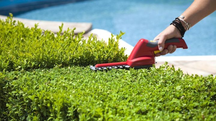 Eine rote Akku Gras- und Heckenschere schneidet pr&auml;zise einen gr&uuml;nen Busch am poolgelegenen Gartenrand.