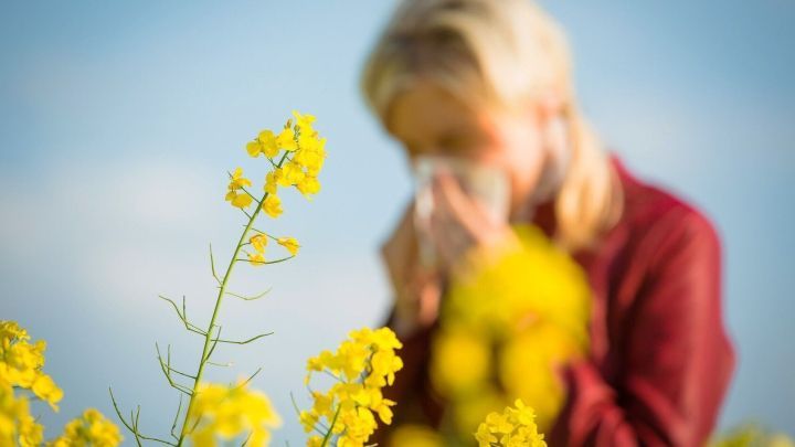 Gelbe Blumen stehen im Vordergrund, w&auml;hrend eine Person im Hintergrund in ein Taschentuch niest, was auf Heuschnupfen hinweist.