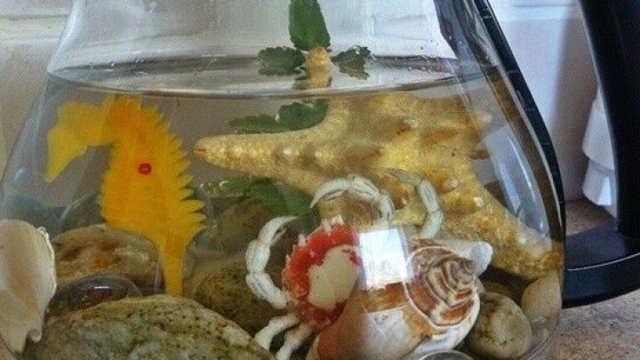 Eine Kaffeekanne ist mit Wasser, Steinen und bunten Dekorationen gef&uuml;llt, die wie ein Aquarium wirken.