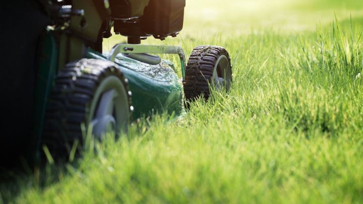 Ein Rasenm&auml;her schneidet frisches, gr&uuml;nes Gras in einem sonnigen Garten. Die Umgebung ist ruhig und gepflegt.