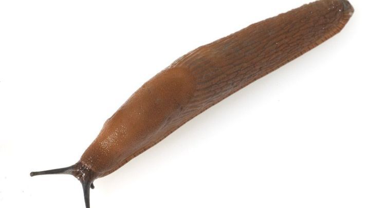 Eine braune Nacktschnecke kriecht langsam &uuml;ber einen neutralen Untergrund, was die m&uuml;hsame Fortbewegung verdeutlicht.