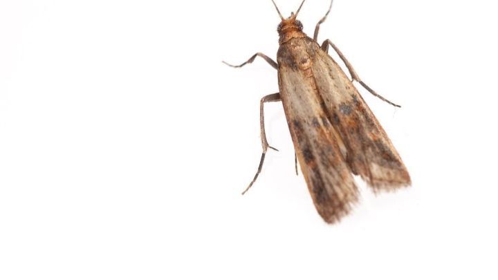 Lebensmittelmotten sind l&auml;stig, doch Schlupfwespen bieten eine nat&uuml;rliche L&ouml;sung gegen diese Sch&auml;dlinge in deiner K&uuml;che.