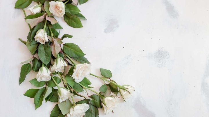 Wei&szlig;e Rosen liegen auf einer hellen, strukturierten Oberfl&auml;che und wirken frisch und ansprechend im Arrangement.