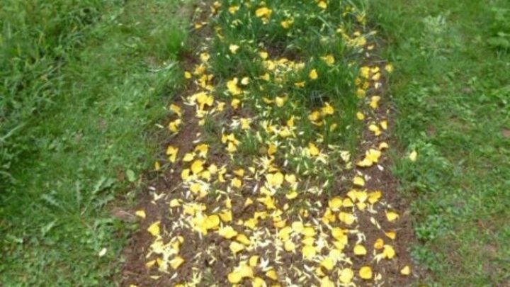 Ein Wiesengrab ist mit gelben Bl&uuml;tenbl&auml;ttern geschm&uuml;ckt, die auf Erde verteilt sind, umgeben von einer gr&uuml;nen Wiese.