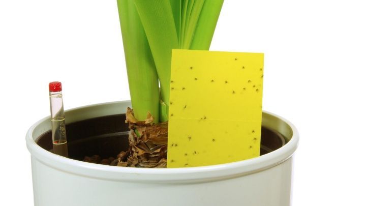Eine gelbe Klebefalle steht in einer Pflanzenerde, um Thripse zu fangen, w&auml;hrend sich die gr&uuml;nen Bl&auml;tter dar&uuml;ber erheben.