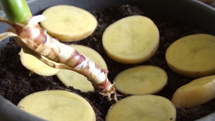 Kartoffelscheiben liegen auf Erde in einem Blumentopf um den Stamm einer Pflanze.