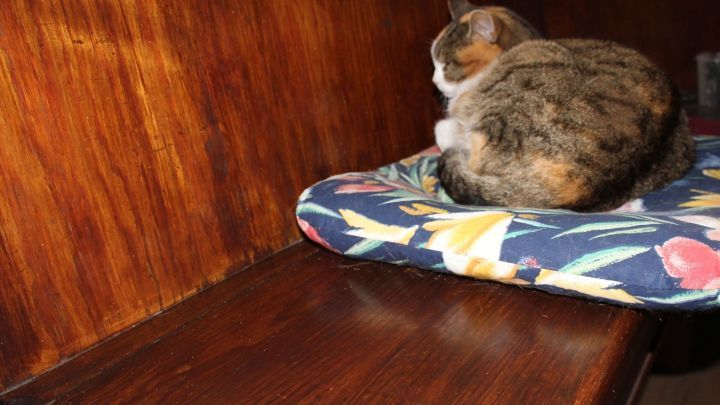 Ein Katzenfell liegt auf einem gepolsterten Kissen, w&auml;hrend die Katze entspannt auf einer Holzoberfl&auml;che sitzt.