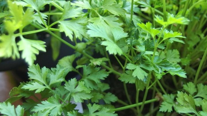 Frische Kr&auml;uter mit hellgr&uuml;nen Bl&auml;ttern wachsen &uuml;ppig und strecken sich zum Licht, perfekt f&uuml;r Kr&auml;uter&ouml;l f&uuml;r Grillgem&uuml;se.