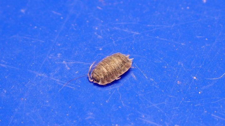 Eine Kellerassel krabbelt &uuml;ber eine blaue Oberfl&auml;che, w&auml;hrend sie sich in ihrer nat&uuml;rlichen Umgebung bewegt.