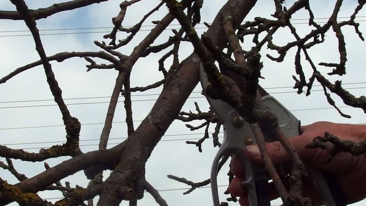 Ein G&auml;rtner schneidet mit einer Schaufel Obstb&auml;ume im Freien, um die Pflanzen zu pflegen und das Wachstum zu f&ouml;rdern.