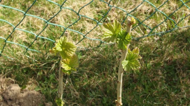 Gr&uuml;ne Johannisbeeren wachsen an einem Zaun, ihre frischen Bl&auml;tter sprie&szlig;en im sonnigen Garten.
