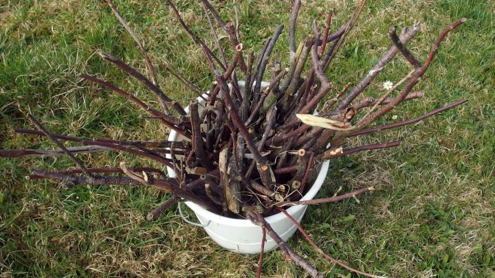 Ein wei&szlig;er Eimer steht auf dem Gras und ist gef&uuml;llt mit abgestorbenen St&auml;ngeln, die f&uuml;r das Schneiden von Stachelbeeren bestimmt sind.