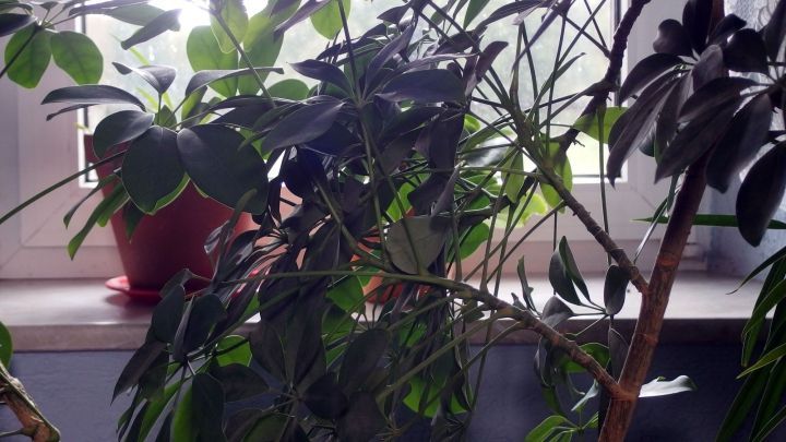 Gr&uuml;ne Pflanzen stehen auf einer Fensterbank und fangen Licht ein, statt herk&ouml;mmlicher Gardinen im Raum.