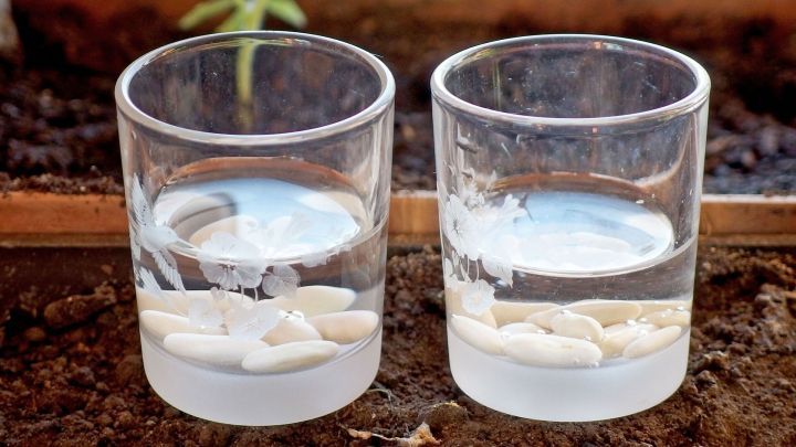 Gl&auml;ser mit Bohnen, die in Wasser eingeweicht sind, stehen auf einer dunklen Erde in einem Garten.