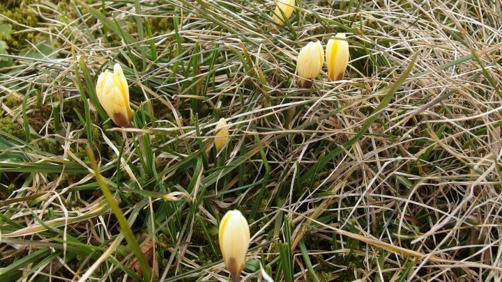 Gelbe Blumenbl&uuml;ten stehen in einem gr&uuml;nen Rasen mit trockenem, braunem Gras, das darauf wartet, gem&auml;ht zu werden.