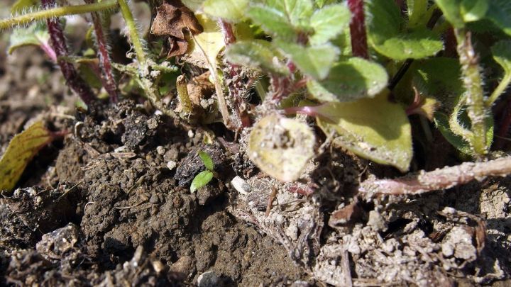 Gr&uuml;ne Pflanzen wachsen aus dunkler Erde, mit Wurzeln, die sich im Boden verankern und N&auml;hrstoffe aufnehmen.