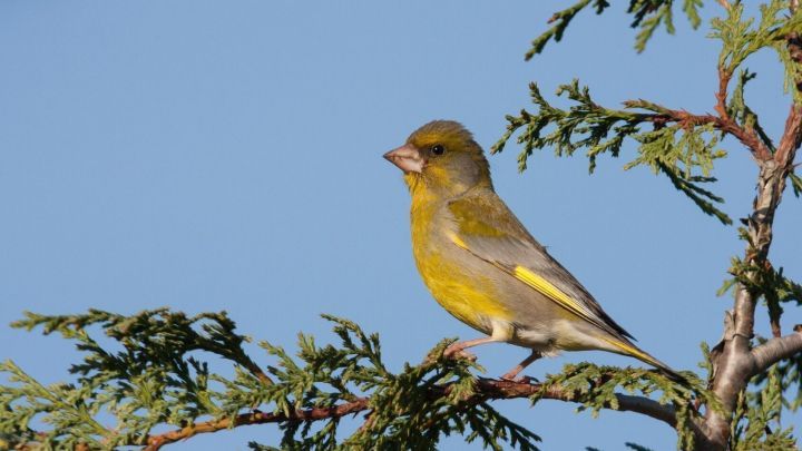 Ein gelb-gr&uuml;ner Vogel sitzt auf einem Ast, singt fr&ouml;hlich im klaren Himmel, ideal f&uuml;r einen Brutplatz f&uuml;r V&ouml;gel.