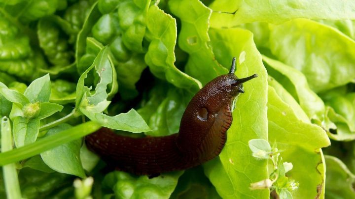 Braune Schnecke kriecht &uuml;ber frische gr&uuml;ne Bl&auml;tter im Garten, umgeben von &uuml;ppigem Laub.
