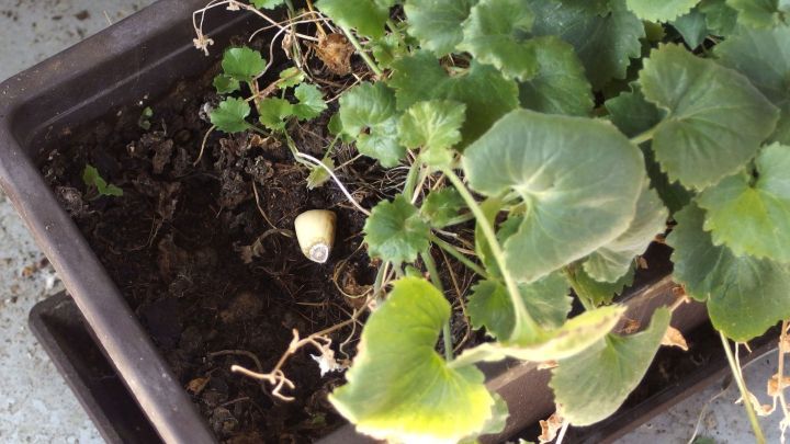 Eine Pflanze in einem Blumenkasten w&auml;chst &uuml;ber die Erde, w&auml;hrend sich kleine Sch&auml;dlinge und &Uuml;berreste im Boden zeigen.