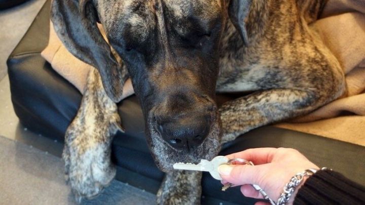 Ein Hund sitzt entspannt auf einem Sofa und schaut neugierig auf einen Schl&uuml;ssel, der seiner Schnauze entgegengehalten wird.