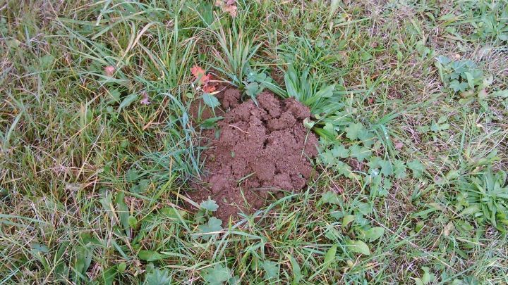 Ein Maulwurfshaufen aus Erde liegt auf einer Wiese, umgeben von Gras und kleinen Pflanzen, bereit zur Verwendung.