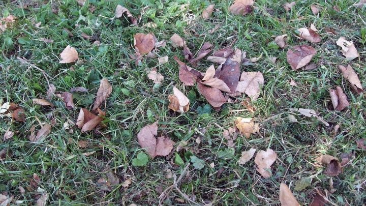Verstreut liegendes Laub bedeckt das gr&uuml;ne Gras, w&auml;hrend es im herbstlichen Umfeld seine nat&uuml;rliche Farbe zeigt.