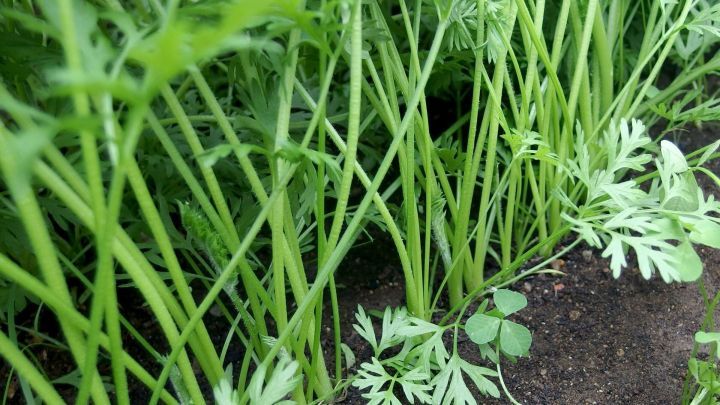 Frische, gr&uuml;ne Pflanzen stehen auf einem Beet, gut angeordnet und wachsen im fruchtbaren Boden.
