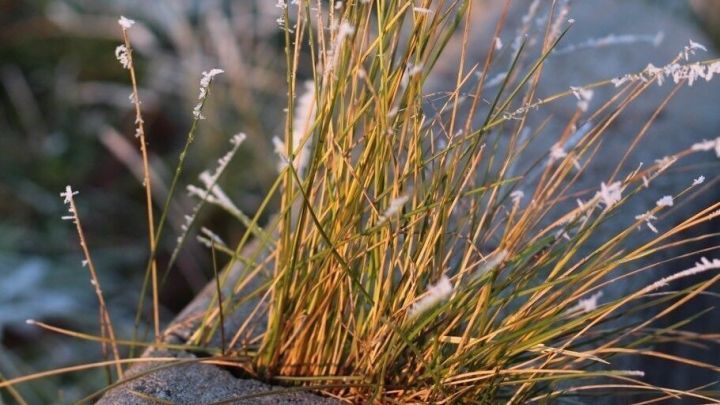 Gr&auml;ser wachsen frostbedeckt aus dem Boden, umgeben von einer kalten, nebligen Landschaft in der D&auml;mmerung.