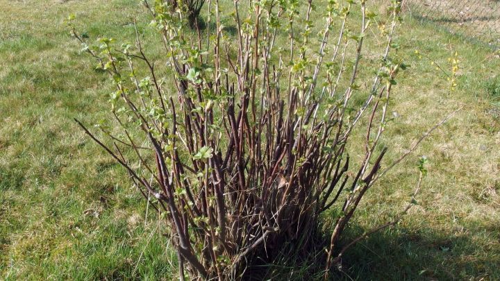 Ein dichter Busch mit jungen Bl&auml;ttern w&auml;chst in einer sonnigen, gr&uuml;nen Wiese, umgeben von ruhigem, nat&uuml;rlichem Terrain.