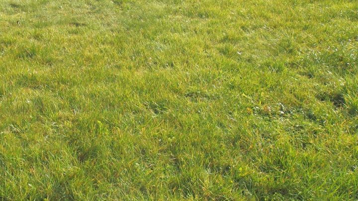 Gr&uuml;ner Rasen liegt gleichm&auml;&szlig;ig im Licht, bereit f&uuml;r den letzten Rasenschnitt vor dem Winter, um Frostsch&auml;den zu vermeiden.