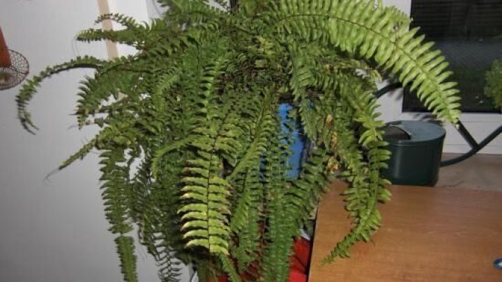 Ein gr&uuml;ner Farn steht in einem blauen Topf auf einem Holztisch, nahe einem Fenster mit Gartenblick.