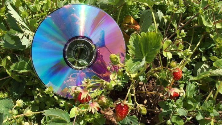 Eine CD liegt inmitten von Erdbeerpflanzen, die dunkle rote Fr&uuml;chte tragen und vom Sonnenlicht beleuchtet werden.