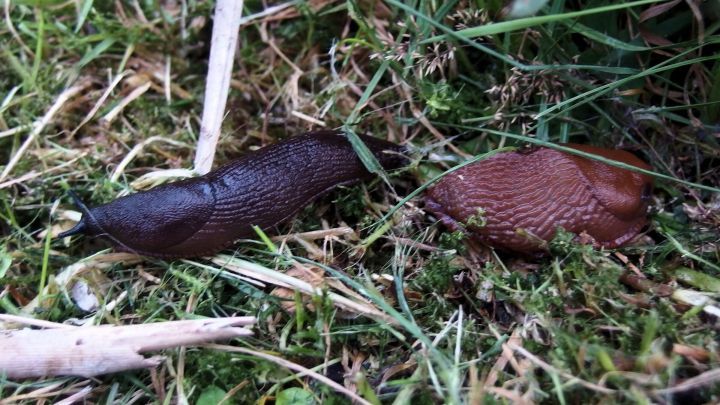 Eine schwarze und eine braune Schnecke kriechen &uuml;ber den feuchten Boden, umgeben von gr&uuml;nem Gras und kleinen &Auml;sten.