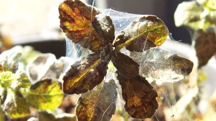 Welkbl&auml;tter einer K&uuml;belpflanze sind von Spinnweben bedeckt und zeigen Anzeichen von Sch&auml;dlingsbefall im Innenbereich.