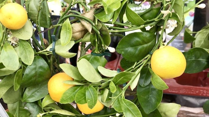 Gelbe Zitronen h&auml;ngen an einem gesunden Topfbaum, umgeben von gr&uuml;nen Bl&auml;ttern in einer sonnigen Umgebung.
