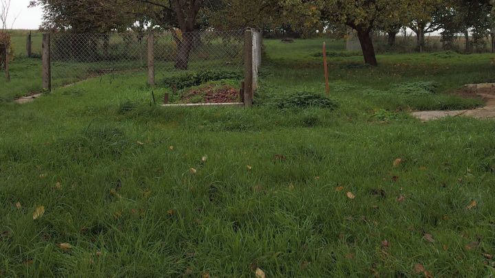 Nasser Rasen bedeckt eine Fl&auml;che im Freien, umgeben von B&auml;umen und Z&auml;unen, zeigt ein ideales Umfeld zum M&auml;hen.