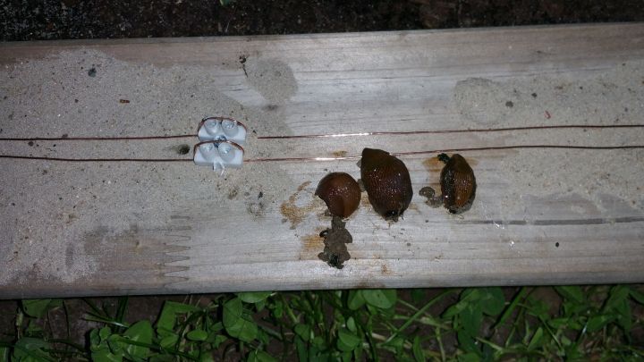 Auf einem Holzbrett liegen mehrere Schnecken, die auf ein St&uuml;ck Plastik schauen, umgeben von gr&uuml;nem Gras.