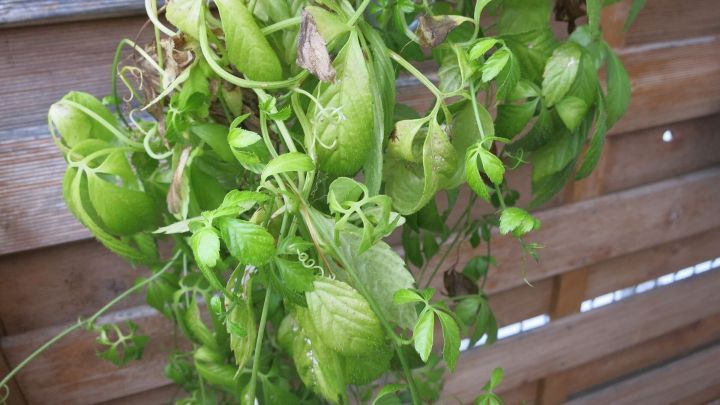 &Uuml;berh&auml;ngende gr&uuml;ne Pflanzen zeigen Anzeichen von Sch&auml;dlingen, w&auml;hrend sie an einem Holzzaun wachsen, m&ouml;glicherweise betroffen von Blattl&auml;usen.