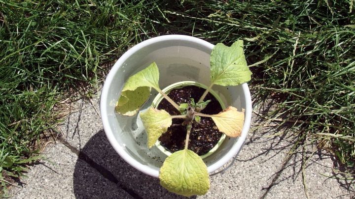 Ein Pflanzenk&uuml;bel mit welken Bl&auml;ttern steht auf dem Boden, umgeben von Gras, was auf unzureichendes Blumengie&szlig;en hindeutet.