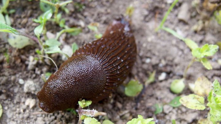 Eine braune Schnecke kriecht &uuml;ber den Boden, umgeben von kleinem Gr&uuml;nzeug in einem Gartenboden.