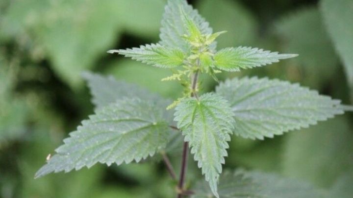 Eine gr&uuml;ne Brennnessel mit spitzen Bl&auml;ttern w&auml;chst in einer nat&uuml;rlichen Umgebung, umgeben von weiteren Pflanzen.