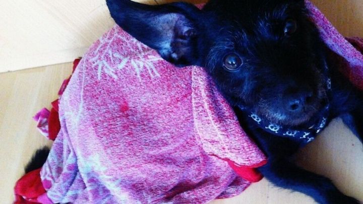 Ein schwarzer Hund liegt entspannt unter einem bunten Tuch auf einem Boden, umgeben von einer warmen Umgebung.