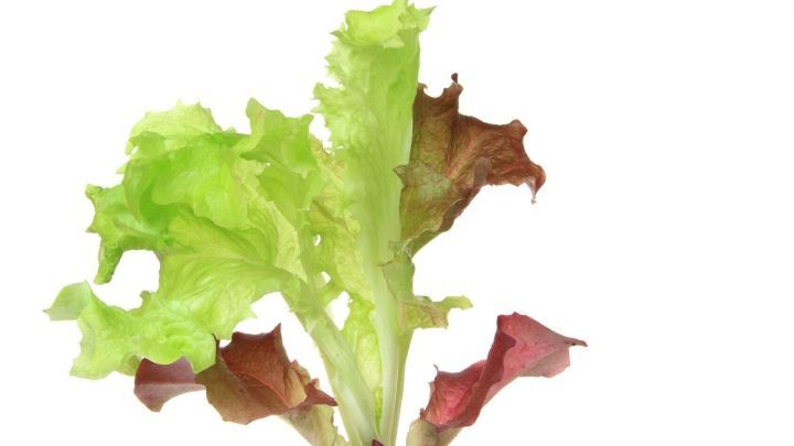 Lebensfrischer Salat in einer Erde, der gesund w&auml;chst und ideal f&uuml;r Blumenampeln geeignet ist, um Platz zu sparen.