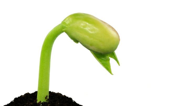 Eine junge Bohne sprie&szlig;t aus der schwarzen Erde, w&auml;hrend sie sich zur Sonne neigt und neue Bl&auml;tter entfaltet.